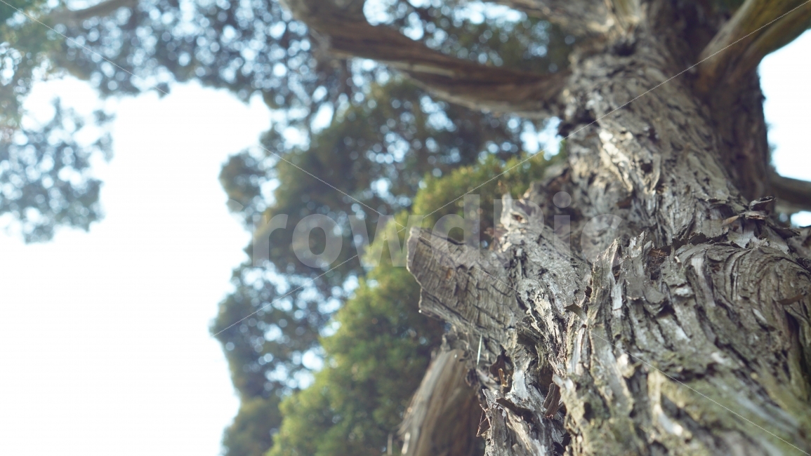 나무,그늘,나무껍질,나뭇잎,tree,접사,풍경,이미지,식물,자연,plants,nature