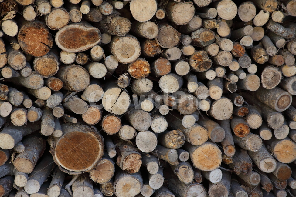 나무,장작,단면,wood,firewood,나무,trees,wood