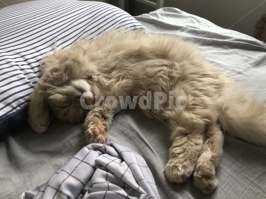 pet,cat,고양이,아메리칸컬,동물