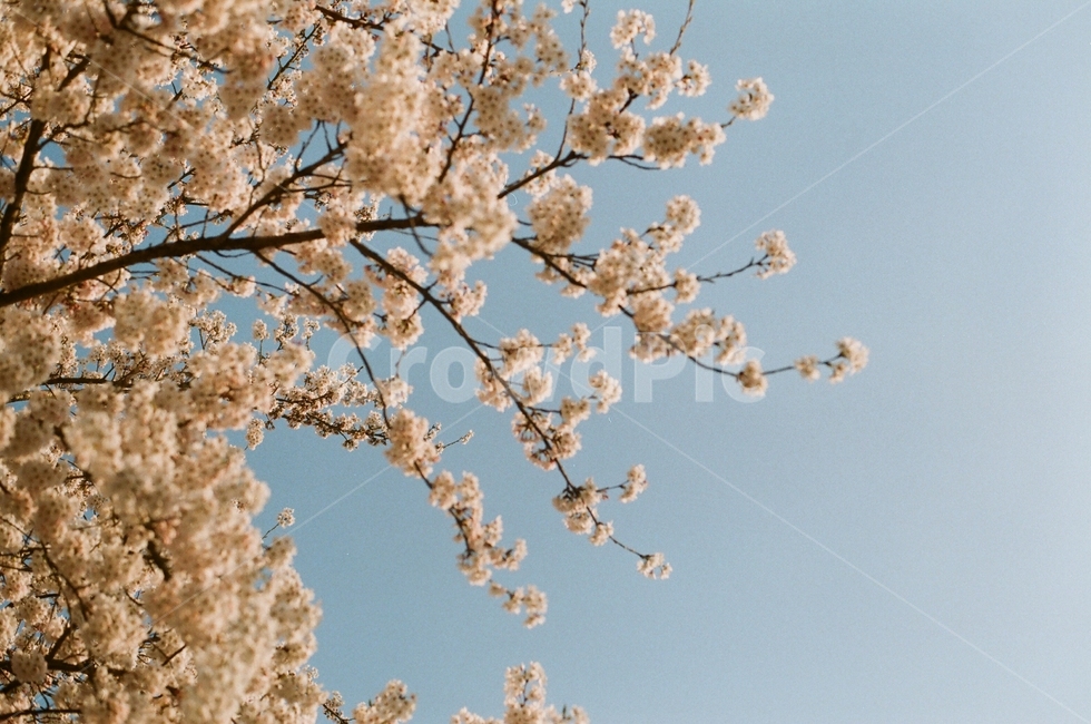 봄,벚꽃,하늘,필름사진,각원사,꽃,flower,봄,계절,spring,season,식물,자연,plants,nature,꽃,flower,나무,trees,wood,plant,blossom