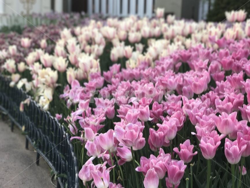 꽃,봄날,봄,튤립,꽃구경,봄꽃,풍경,평온,식물,자연,plants,nature,꽃,flower