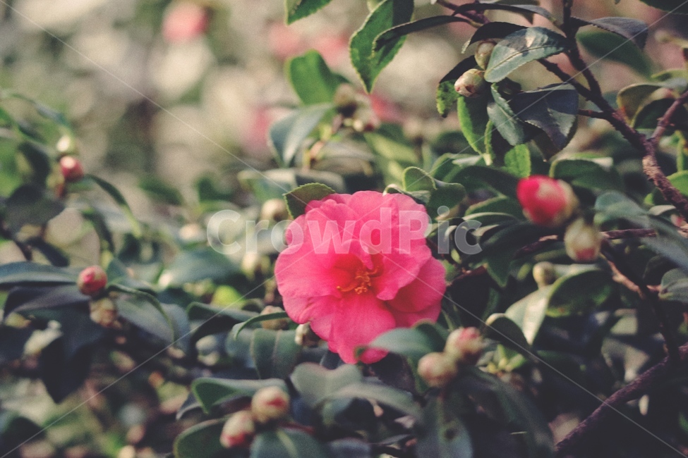 plant,식물,꽃,flower,동백꽃