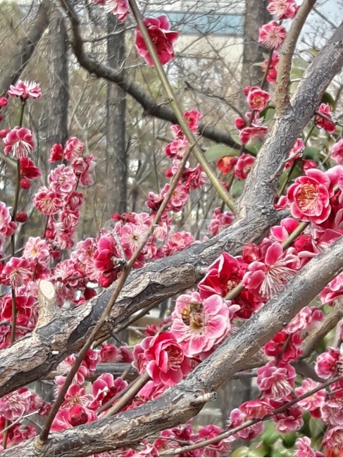 꽃,식물,flower,꽃나무,plant,flowers