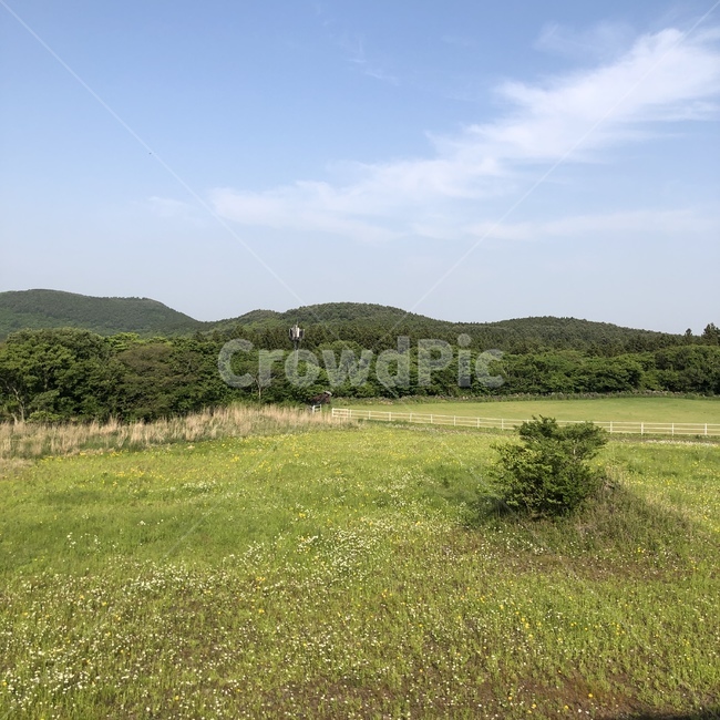 제주도,제주,나무,숲,연두,초록,하늘,배경화면,정방향