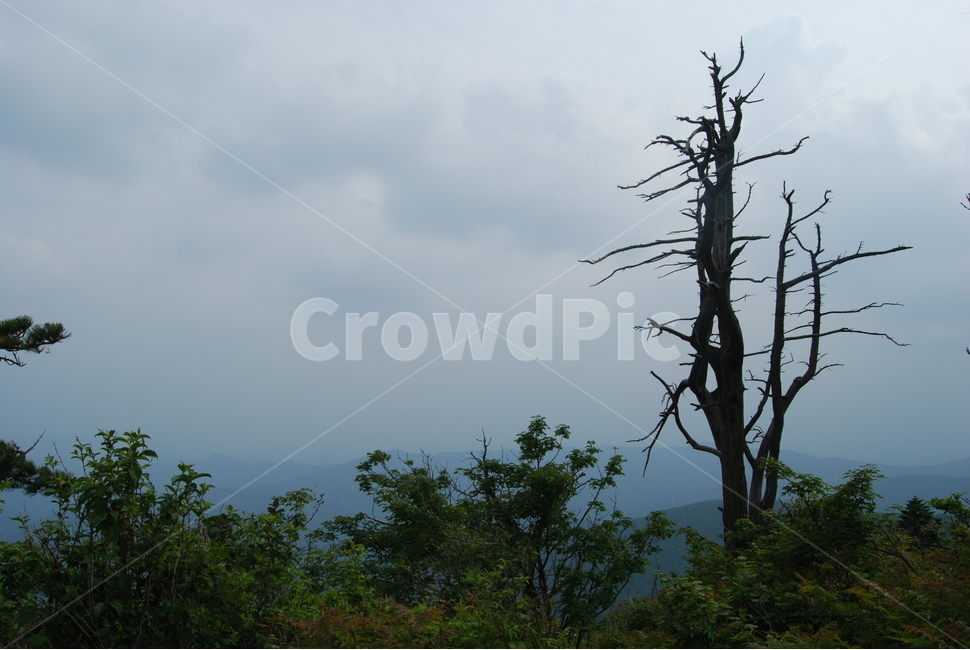 가리왕산,자연,나무,휴양림,탐방로,자연,풍경,nature,landscape,식물,plants,나무,trees,wood,tree,plant