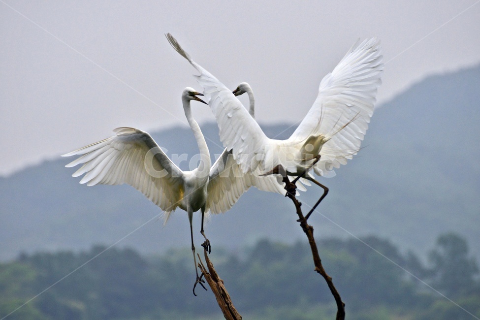 전북,임실,백로,싸움,사랑,두마리,bird,새,animal,동물,waterfowl,물새,ardeidae,heron,헤론,egre,t백로,왜가리,동물,animal,조류,새,birds