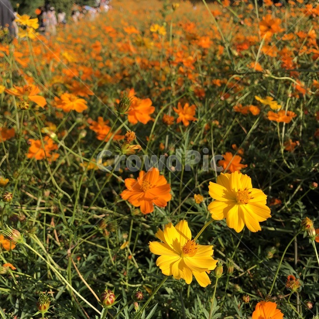 식물,꽃,가을,plant,fall