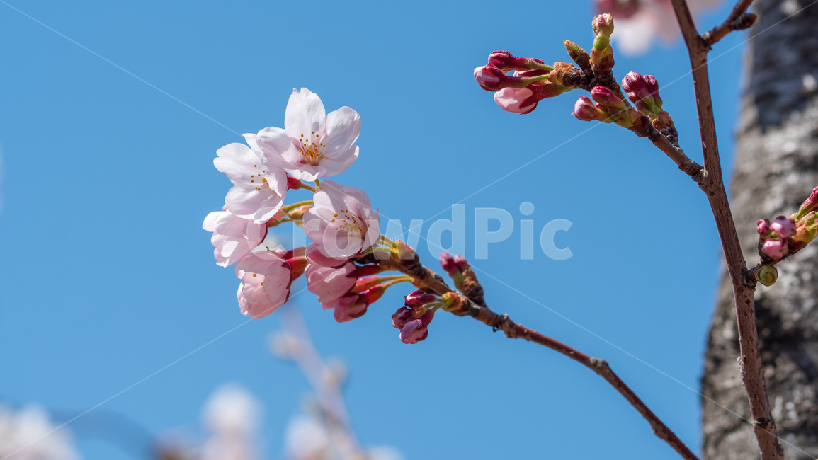 벚꽃,봄꽃,꽃,계절,spring,season,cherrymlossoms,꽃축제,파란하늘,푸른하늘,자연,가로수,벚꽃축제,연분홍색,핑크색,바탕,공원,flower,nature,garden,beautiful,예쁜,봄,나무,수수한