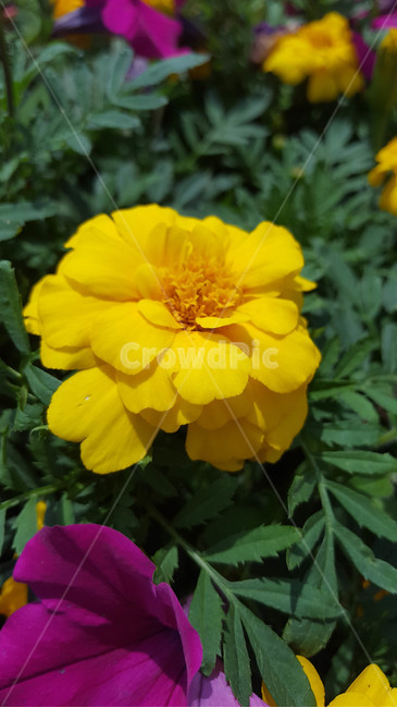 봄,식물,꽃,근접,flower