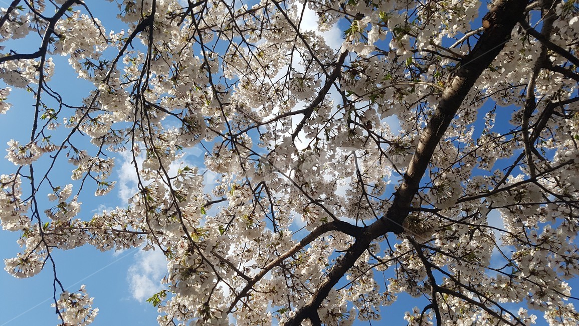 꽃,벚꽃,하늘,가로,하늘벛꽃