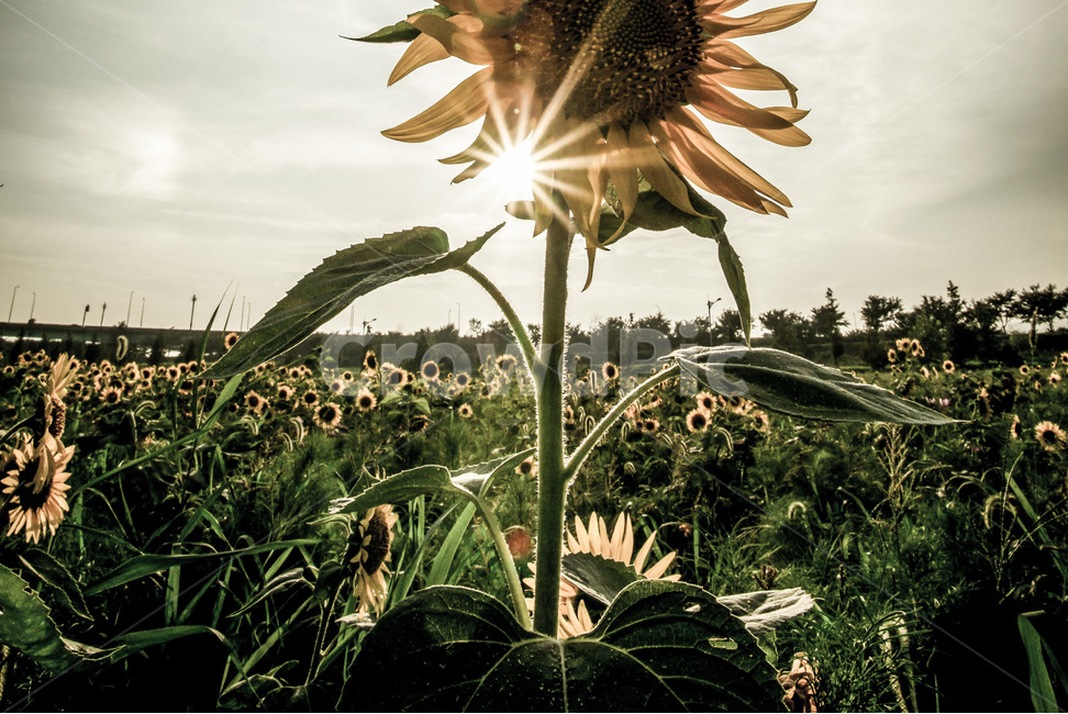 해바라기,열정,태양,빛,여름,더위,정열,꽃,식물,스냅,풍경,시선,여름,계절,summer,season,가을,fall,autumn,식물,자연,plants,nature,꽃,flower,휴식,힐링,rest,relaxation,healing,light,flare,플레어,plant