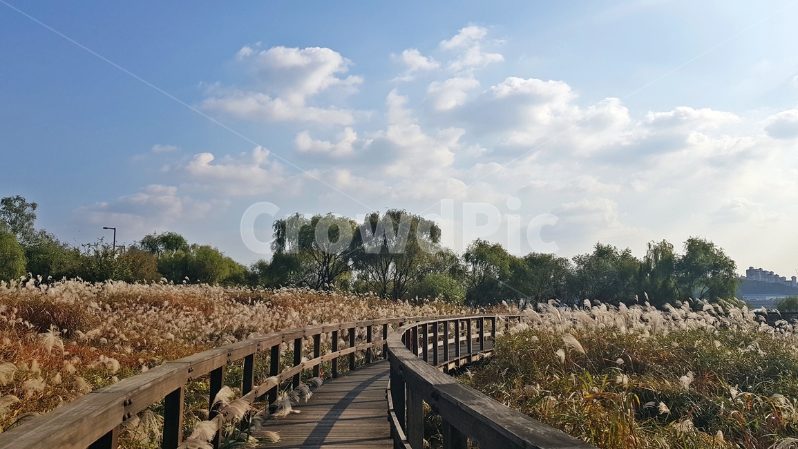 갈대,산책로,구름,풍경,한강공원,산책,한강,가을길,가을,갈대밭,boardwalk
