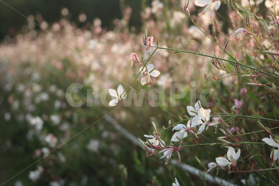 자연,꽃,식물,힐링,감성,식물,자연,plants,nature,꽃,flower,감성,sensible,feeling