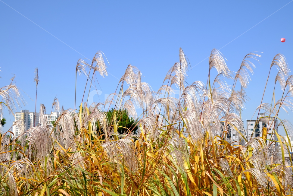 억새,갈대,도시,풍경,가을,여름,가을,계절,fall,autumn,season,자연,풍경,nature,landscape,plant,식물,grass,잔디