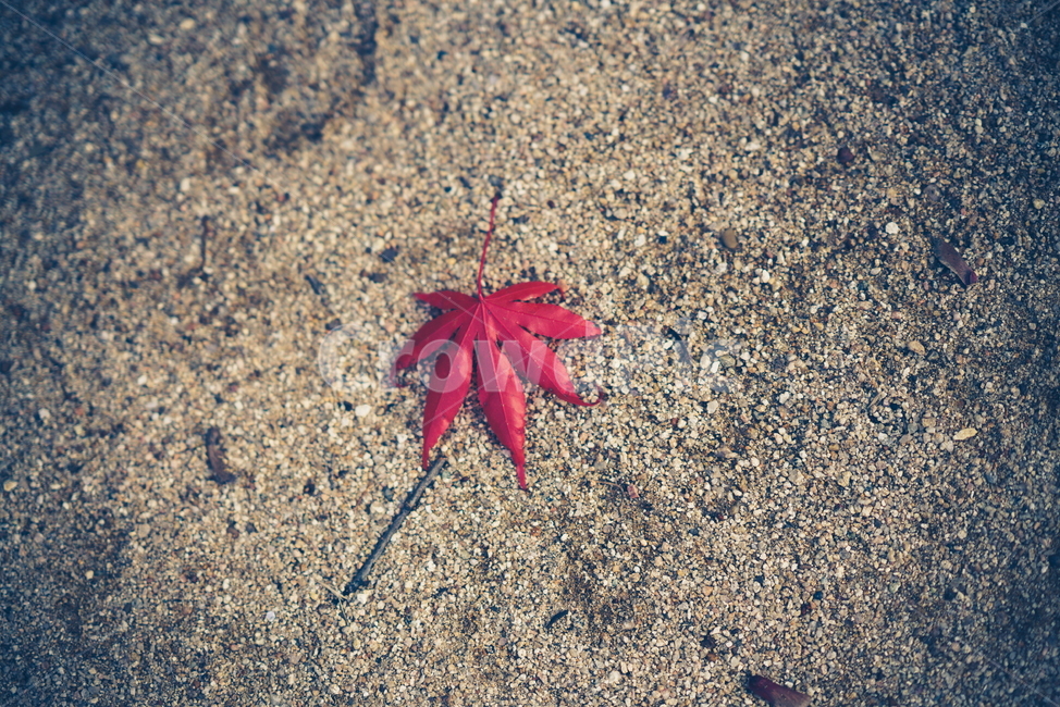 낙엽,가을,단풍,바닥,빨간단풍,가을,계절,fall,autumn,season,leaf,잎,plant,식물,insect,곤충,invertebrate,무척추 동물,animal,동물,tree,나무