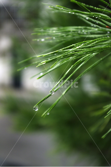 물방울,빗방울,잎,식물,plant,자연,nature,식물,자연,plants,nature,비,비오는날,rain,rainy