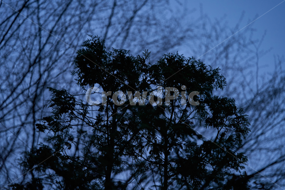어둠,밤,나무,새벽,blue,남색,하늘,자연,풍경,nature,landscape,silhouette,실루엣