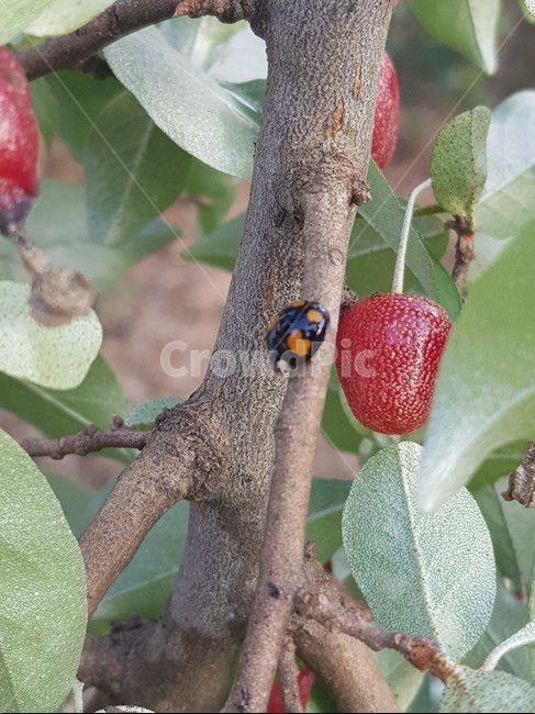 ladybug,무당벌레,plant,식물,fruit,과일,가지,eggplant,곤충,벌레,insect,bug