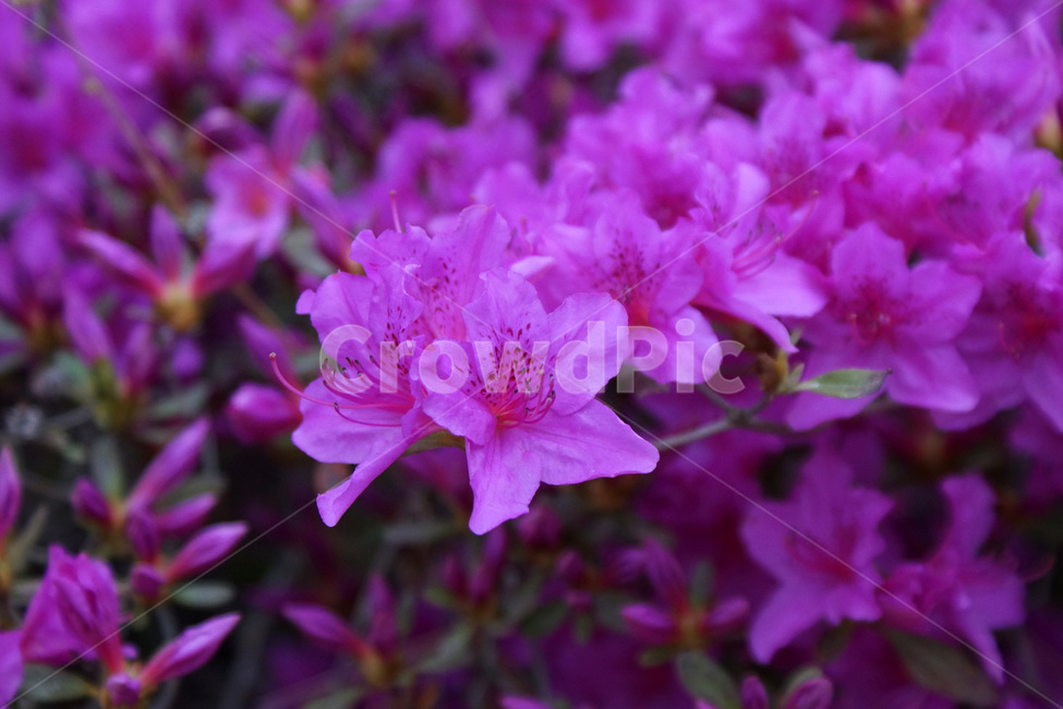 진달레,꽃,나무,식물,자연,식물원,공원,azaleas,flowers,trees,plants,nature,botanicalgardens,parks