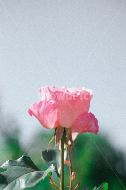 장미,꽃,봄,5월,장미사진,식물,자연,plants,nature,꽃,flower,감성,sensible,feeling,색깔,색상,색채,색감,color sense,color sensitivity,feeling of color