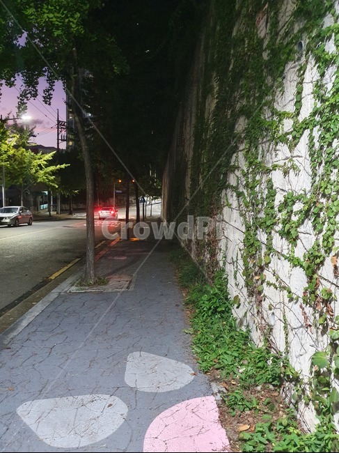가로수길,아스팔트,식물,하늘,가로수