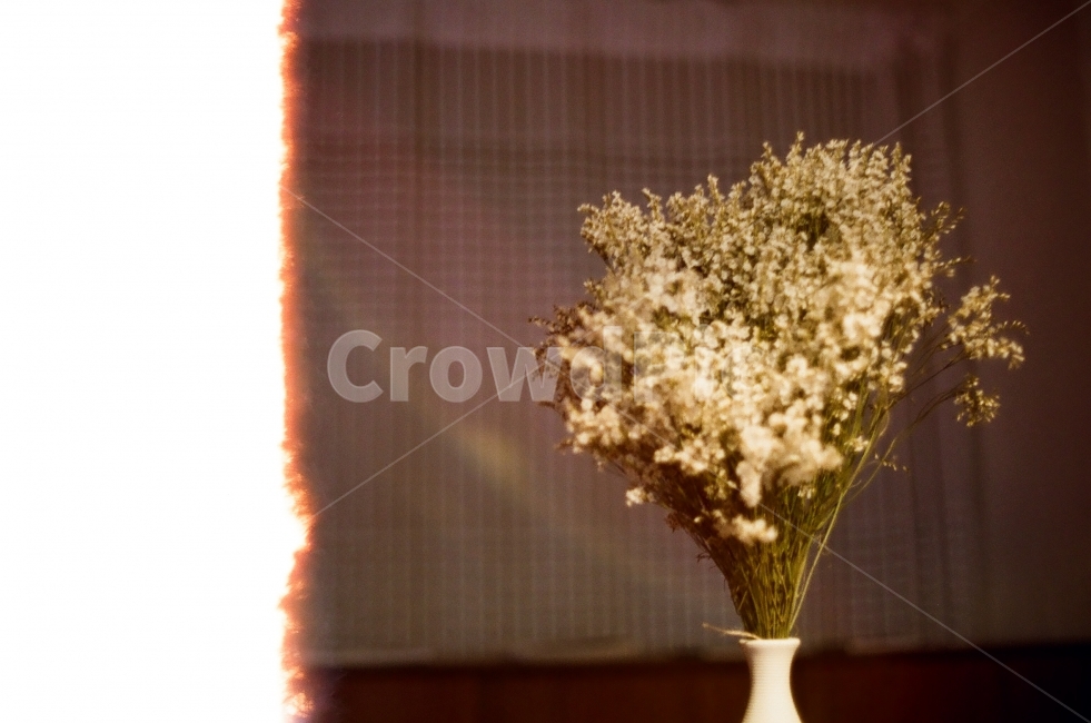 필름,필름사진,풍경,경치,꽃,landscape,flower,감성,감성사진,느낌,화분,드라이플라워,식물,자연,plants,nature,꽃,flower