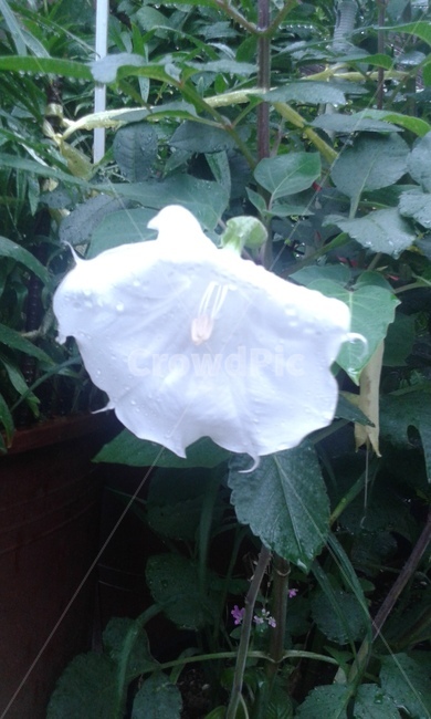 꽃,흰색,여름,녹색,flower,식물,자연,plants,nature,꽃,flower