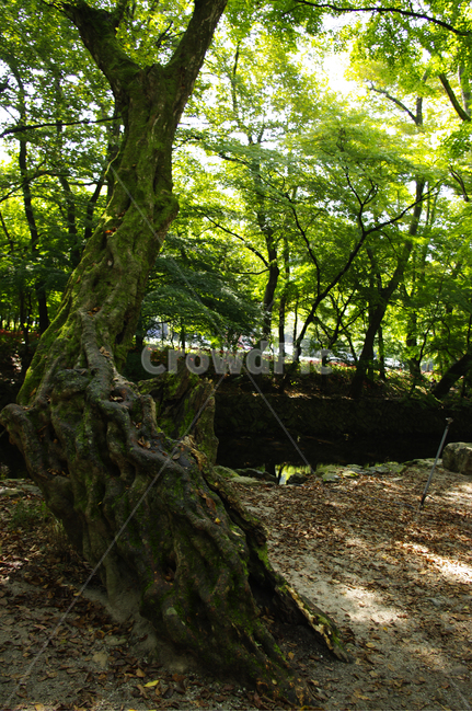 나무,식물,잎,초록,나뭇가지,식물,자연,plants,nature,나무,trees,wood