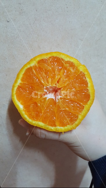 오렌지,단면,과일,주황색,상큼