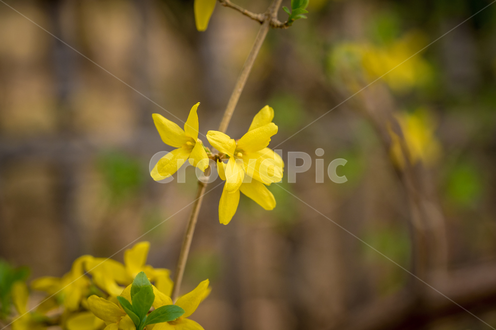 봄,꽃,개나리,자연,풍경,노랑,spring,flower,nature,beauty,봄,계절,spring,season,식물,자연,plants,nature,꽃,flower,plant