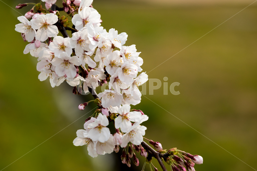 벗꽃,벚꽃,꽃,봄꽃,나무가지,봄,계절,spring,season,식물,자연,plants,nature,꽃,flower,plant