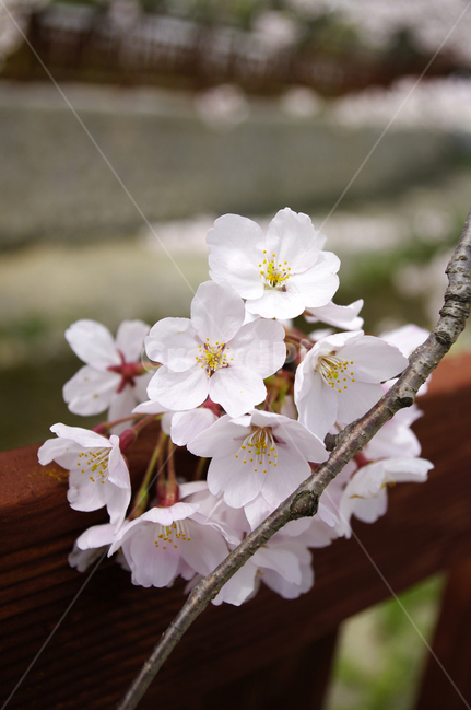 봄꽃,벚꽃,나무,식물,flower,plant,봄,계절,spring,season,식물,자연,plants,nature,꽃,flower,blossom