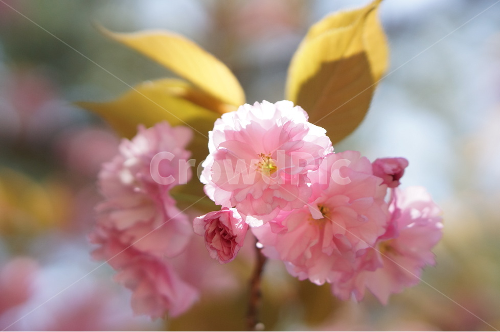 겹벚꽃,왕벚꽃,핑크,봄,하늘,풍경,봄,계절,spring,season,식물,자연,plants,nature,꽃,flower,plant