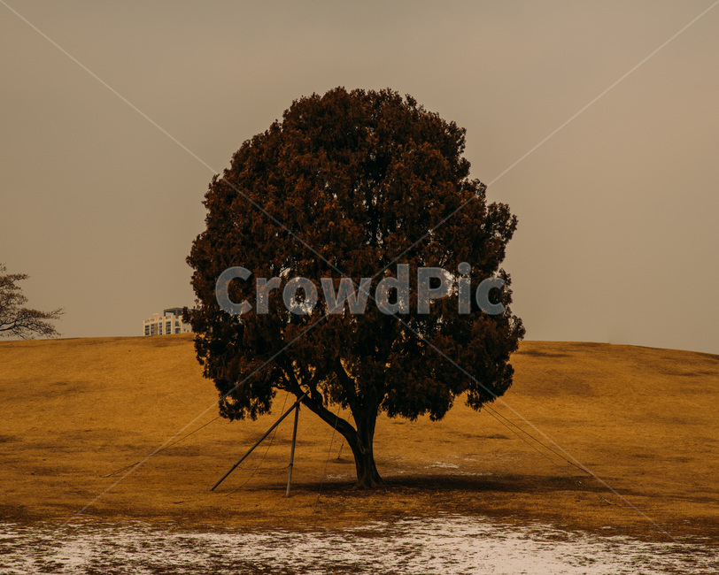 tree,나무,plant,식물,treetrunk