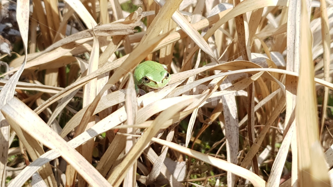 청개구리,개구리,양서류,잔디,겨울잔디,겨울잠,야생동물,frog,봄,동물,계절,배경,풀밭,논개구리