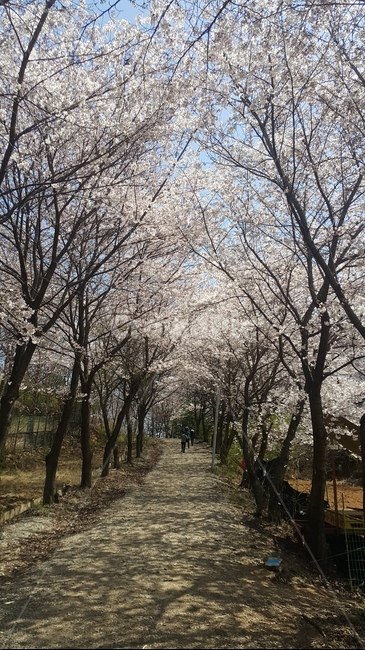 벚꽃,봄,벚나무,사쿠라,안양,동편마을