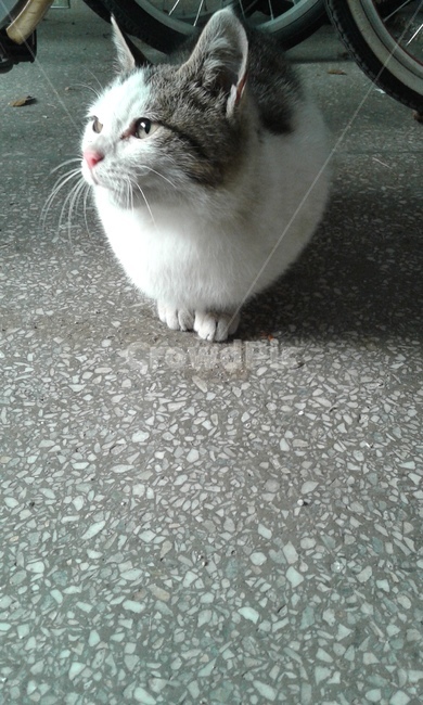 고양이,길고양이,유기묘,코숏,코리안숏헤어,길냥이,cat