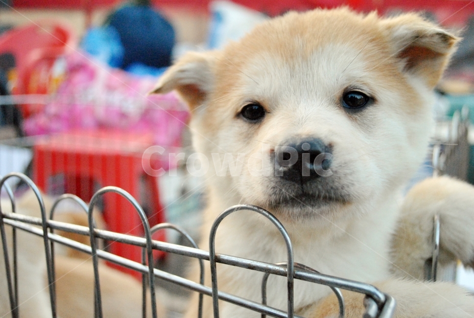 강아지,개,복슬복슬,귀여움,아기,dog,puppy,fluffy,cute,baby,동물,animal,포유류,mammal,개,강아지,dog,doggy