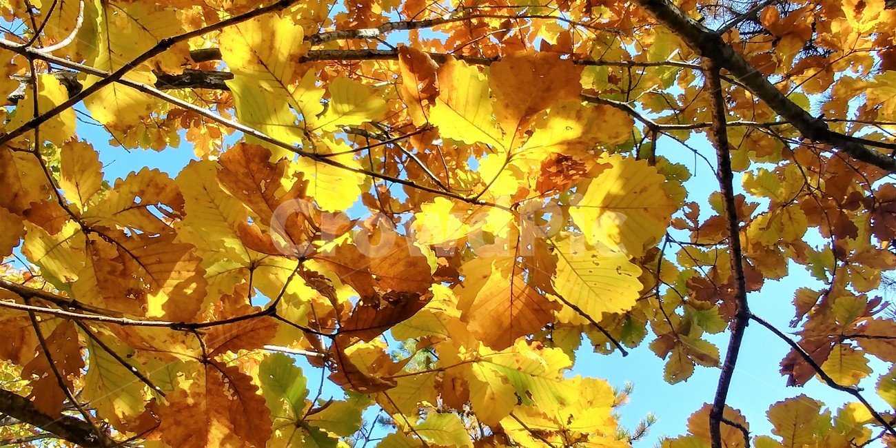 신갈나무,신갈나무단풍,참나무,가을단풍,자연,큰키나무,가을,계절,fall,autumn,season,plant,식물,leaf,잎,tree,나무