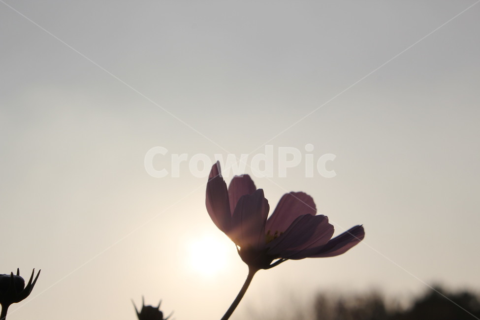 꽃,코스모스,노을,배경화면,감성사진