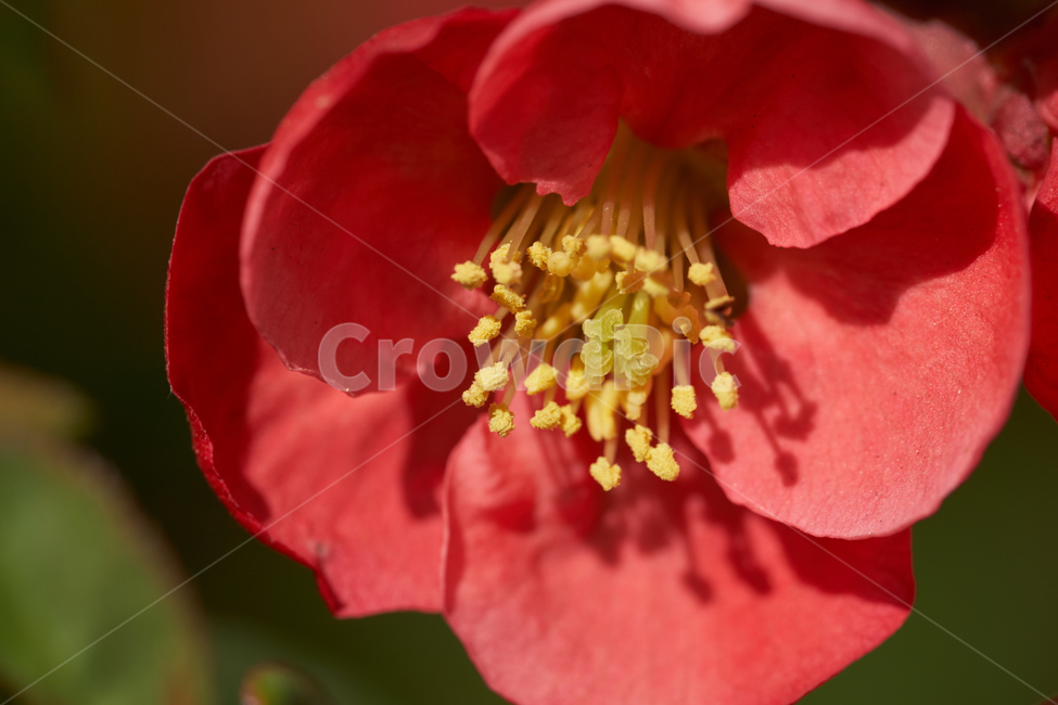 꽃,빨강,산당화,매크로,접사,macro,flower,red,식물,자연,plants,nature,꽃,flower