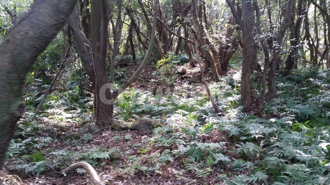 나무,숲,산책,바위,산책로,tree,식물,wood,forest,덤불숲,삼림지대,thicket,grove,woodland,walk,trail,오솔길,path