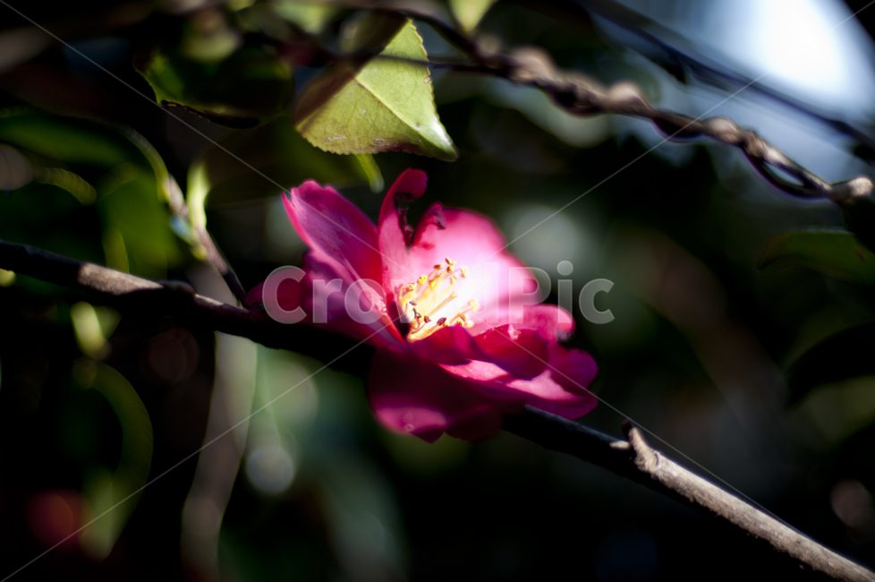 꽃,flower,동백꽃,식물,plant,식물,자연,plants,nature,꽃,flower