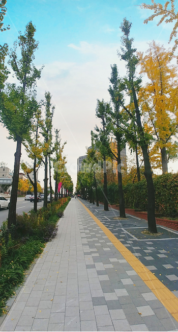 가을,풍경,보도,길,나무,보도블럭,가을,계절,fall,autumn,season