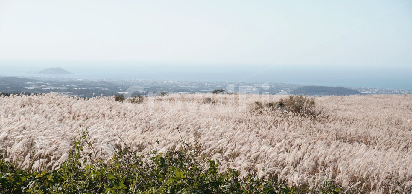제주,억새,가을,grass,잔디,plant,lawn,제주가을,가을,계절,fall,autumn,season,자연,풍경,nature,landscape