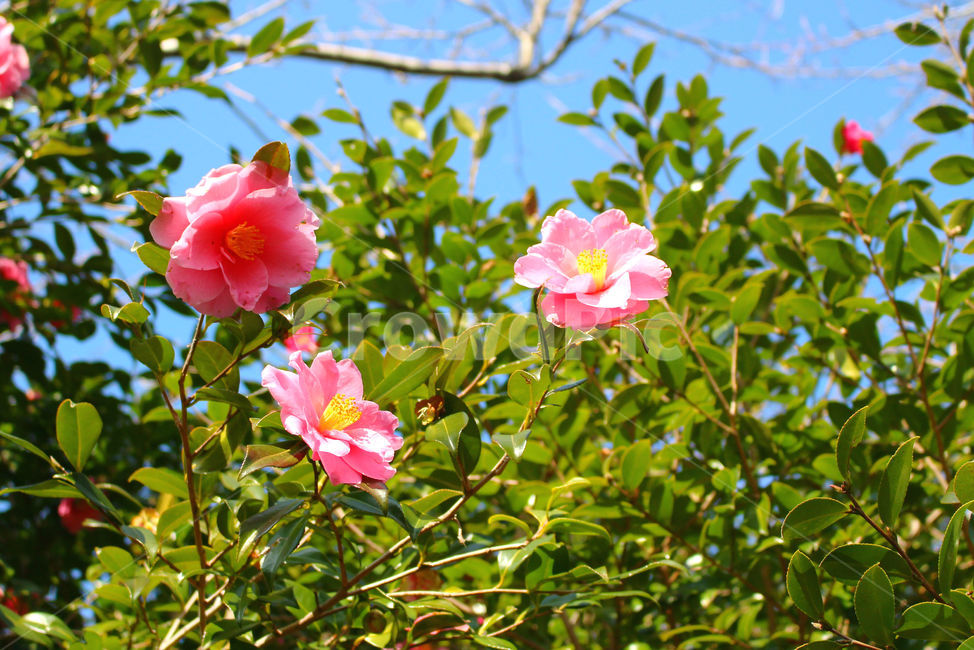 동백,동백꽃,꽃,감성사진,겨울,봄,하늘,자연,flower,sky,식물,자연,plants,nature,꽃,flower