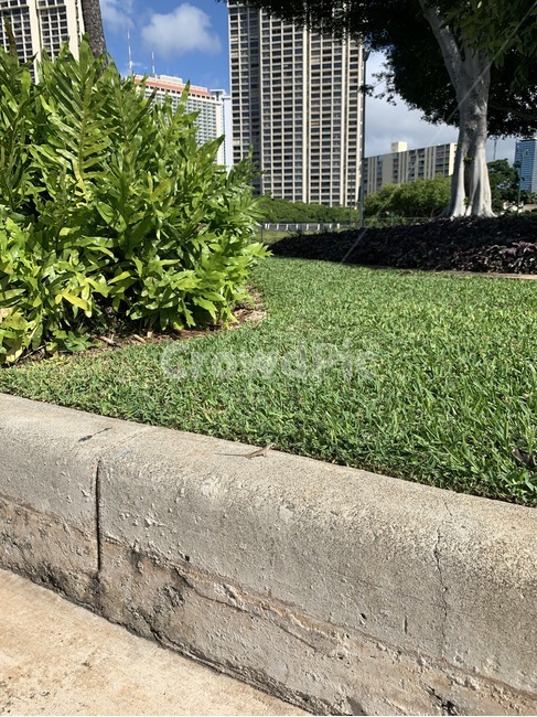 식물,잔디,grass,plant,도마뱀