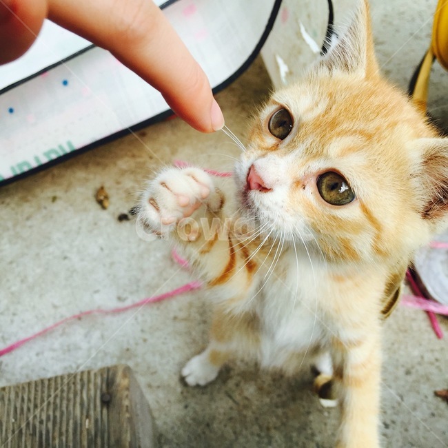 고양이,cat,애완동물,반려묘,반려동물,animal