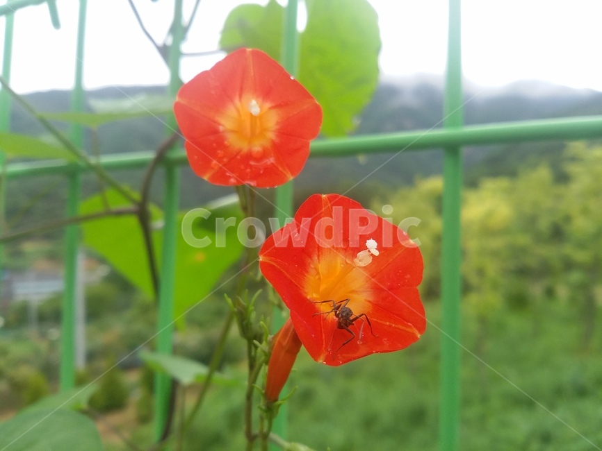 꽃,식물,flower,plant,자연,식물,자연,plants,nature