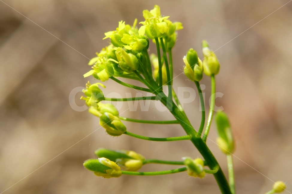 봄,꽃,꽃다지,플라워,꽃봉오리,자연,flower,spring,bud,nature,풍경,landscape,경치,식물,plants,season,계절,접사,마크로,macro,클로즈업,closeup,식물,자연,plants,nature,꽃,flower